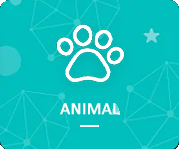 animal